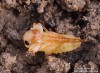 střevlíček (Brouci), Leistus ferrugineus, Carabidae (Coleoptera)